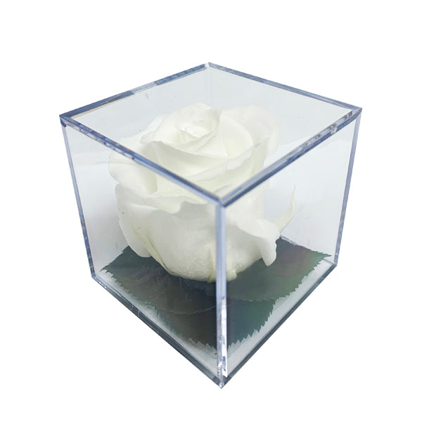 Preserved Roses in Acrylic Cubes - Verdissimo USA